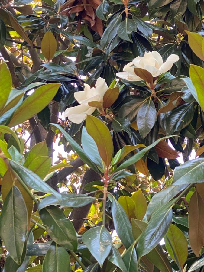 Bed and Breakfast Le Magnolie Santa Margherita Ligure Exterior foto